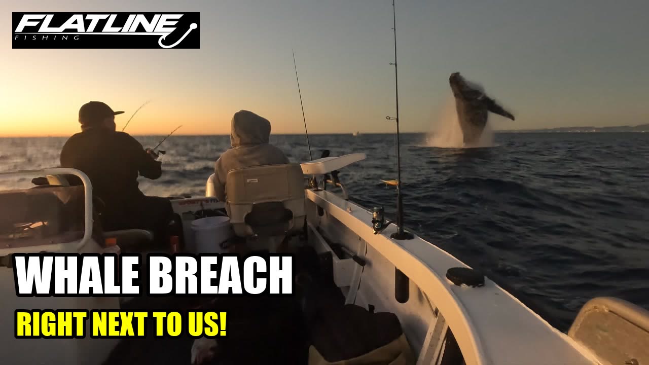 Snapper Whale Session — coming soon